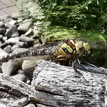 Nyaraló Jaegerhaus Privathaus *