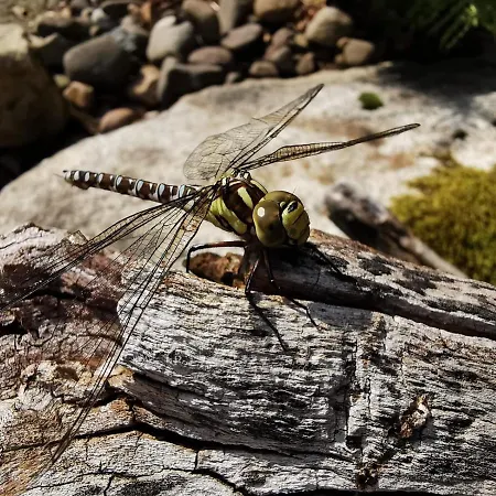 Jaegerhaus Privathaus Nyaraló