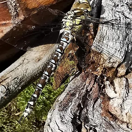 Tatil Evi Jaegerhaus Privathaus *