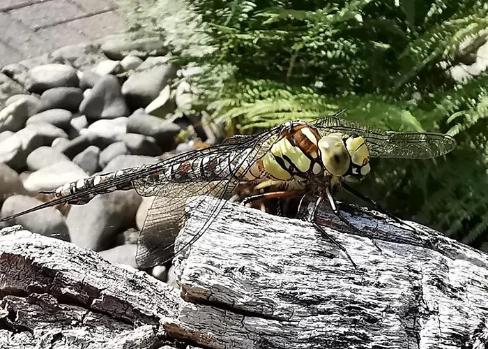 Дом отдыха Jaegerhaus Privathaus *