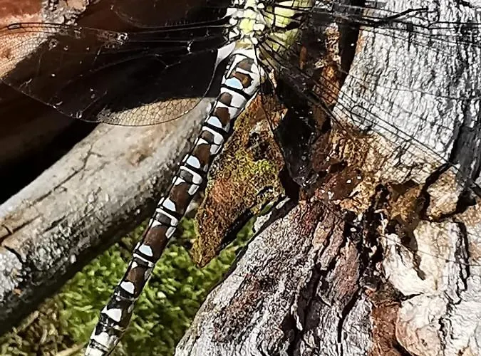 Дом отдыха Jaegerhaus Privathaus *